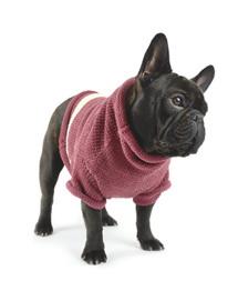 dog sweaters