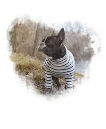 pet portraits